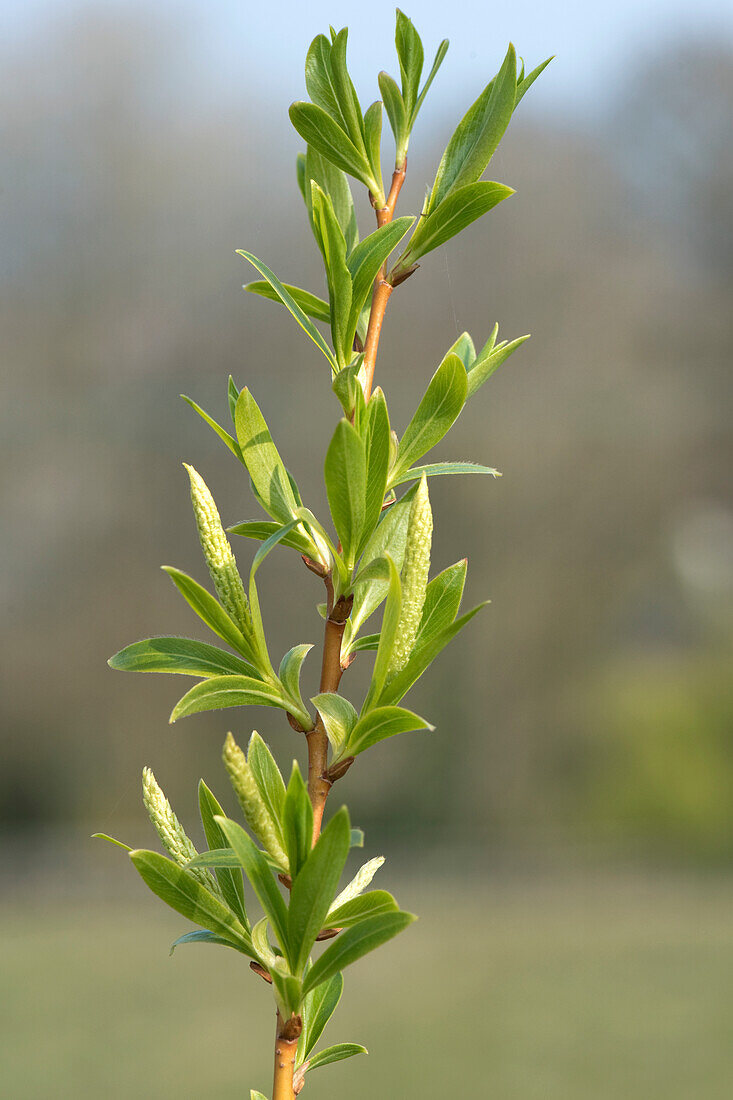 Golden willow sapling in spring