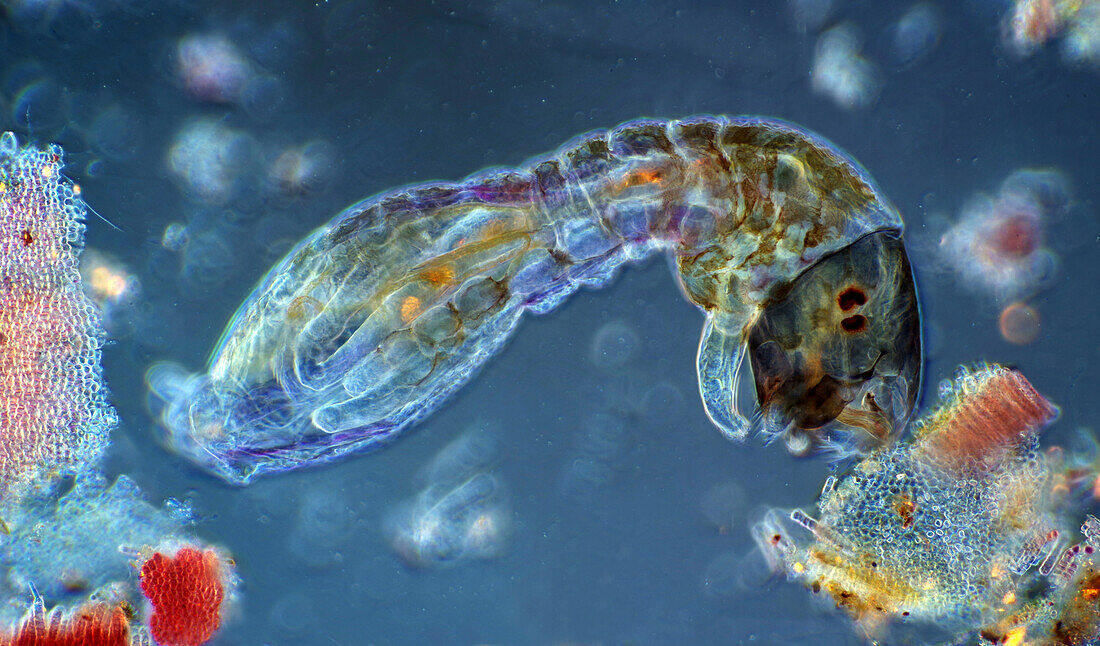 Blackfly larva, light micrograph