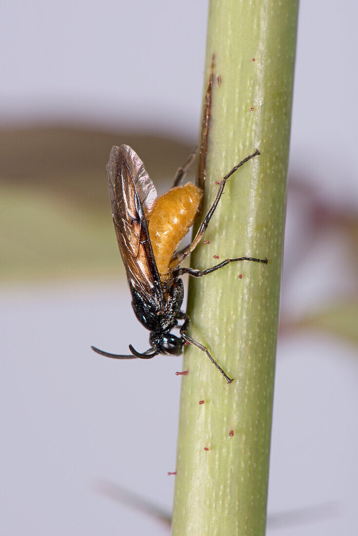 Large rose sawfly ovipositing