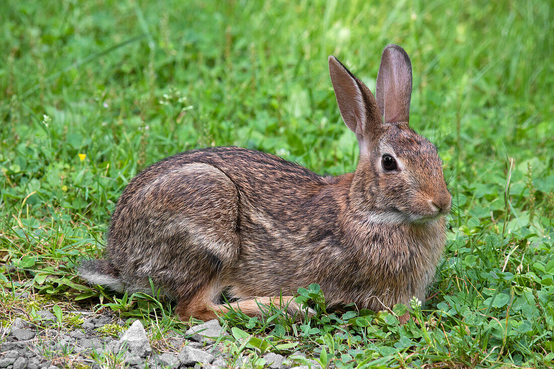 Eastern cottontail rabbit