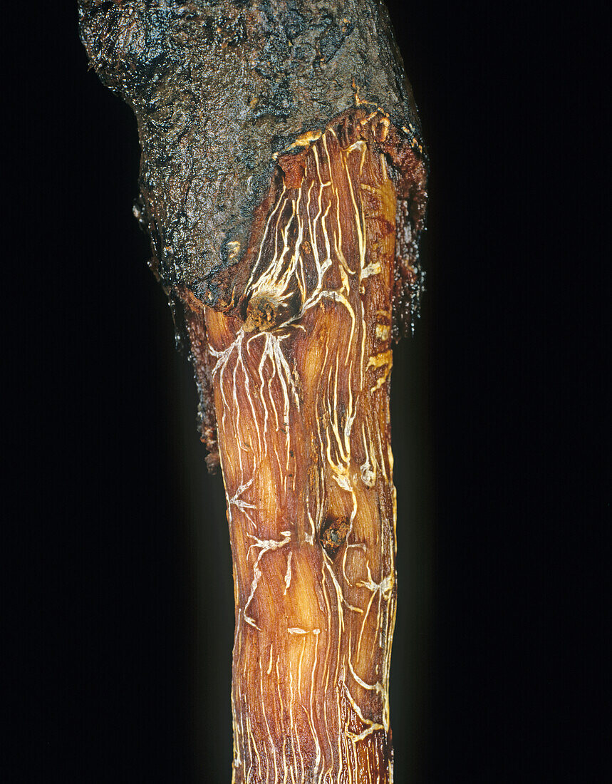 Black root rot on cocoa root