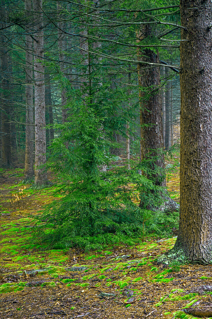 Eastern hemlock succession