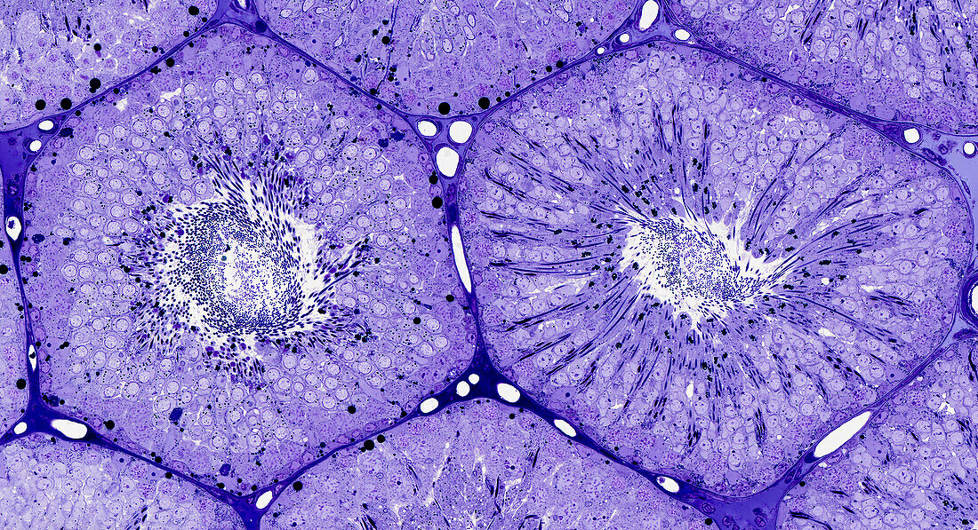 Seminiferous tubules, light micrograph