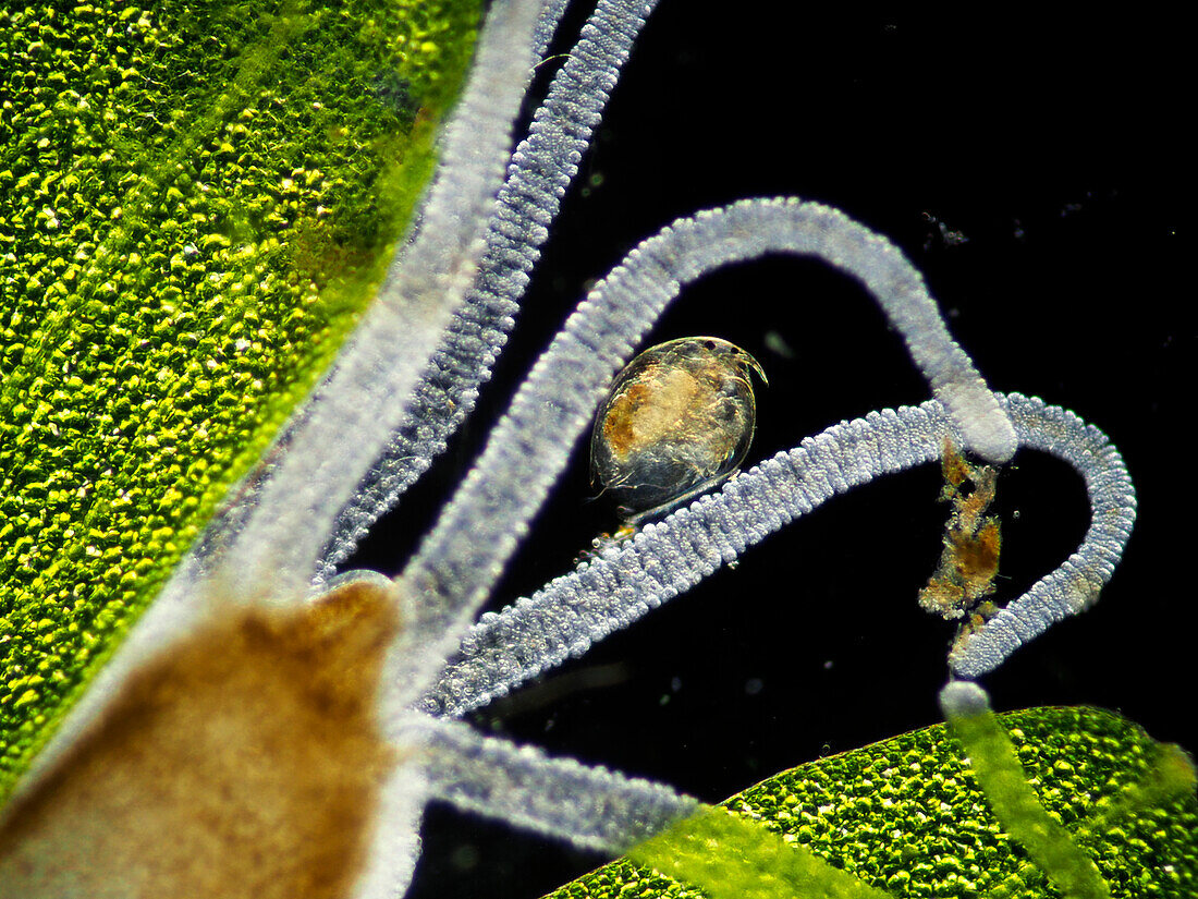Polyp capturing water flea, light micrograph