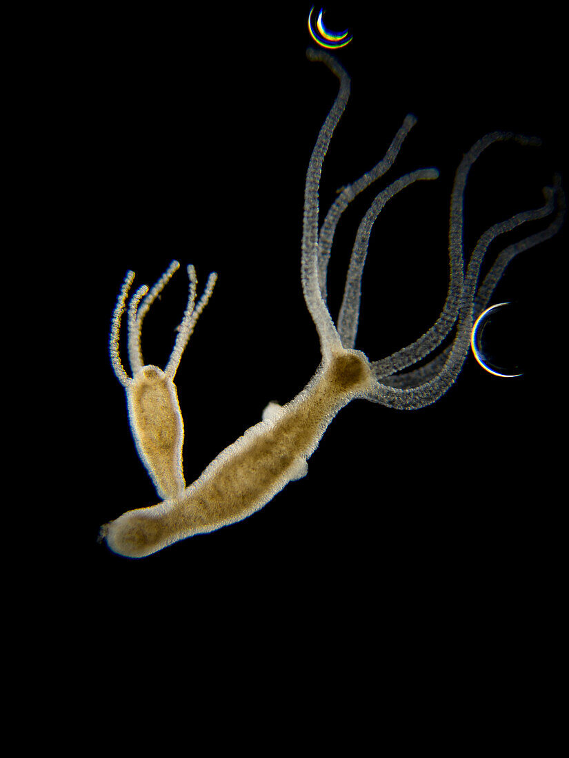 Freshwater polyp, light micrograph