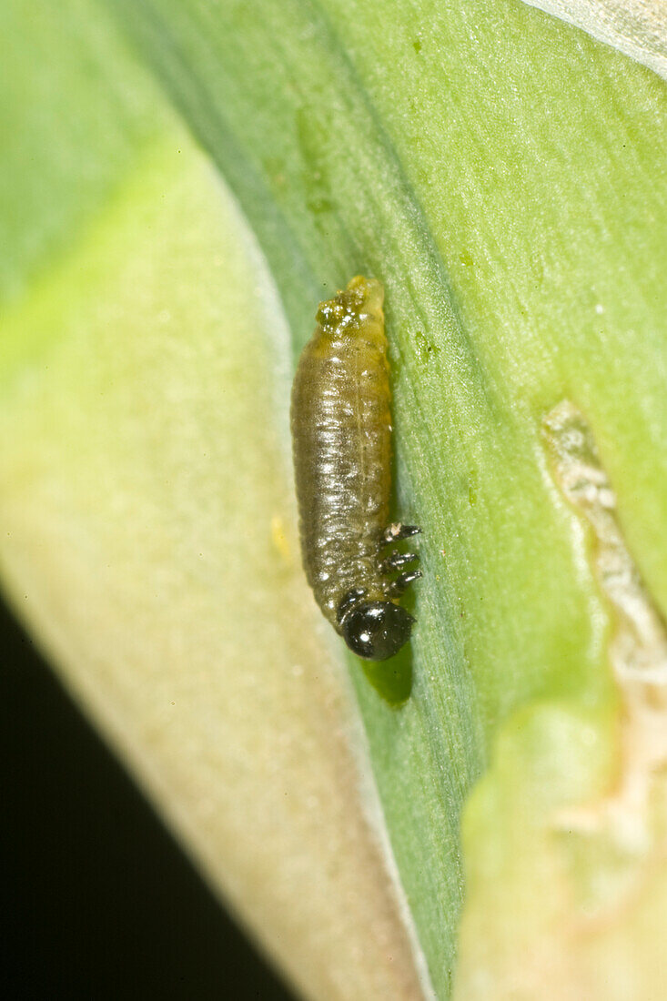 Asparagus beetle larva