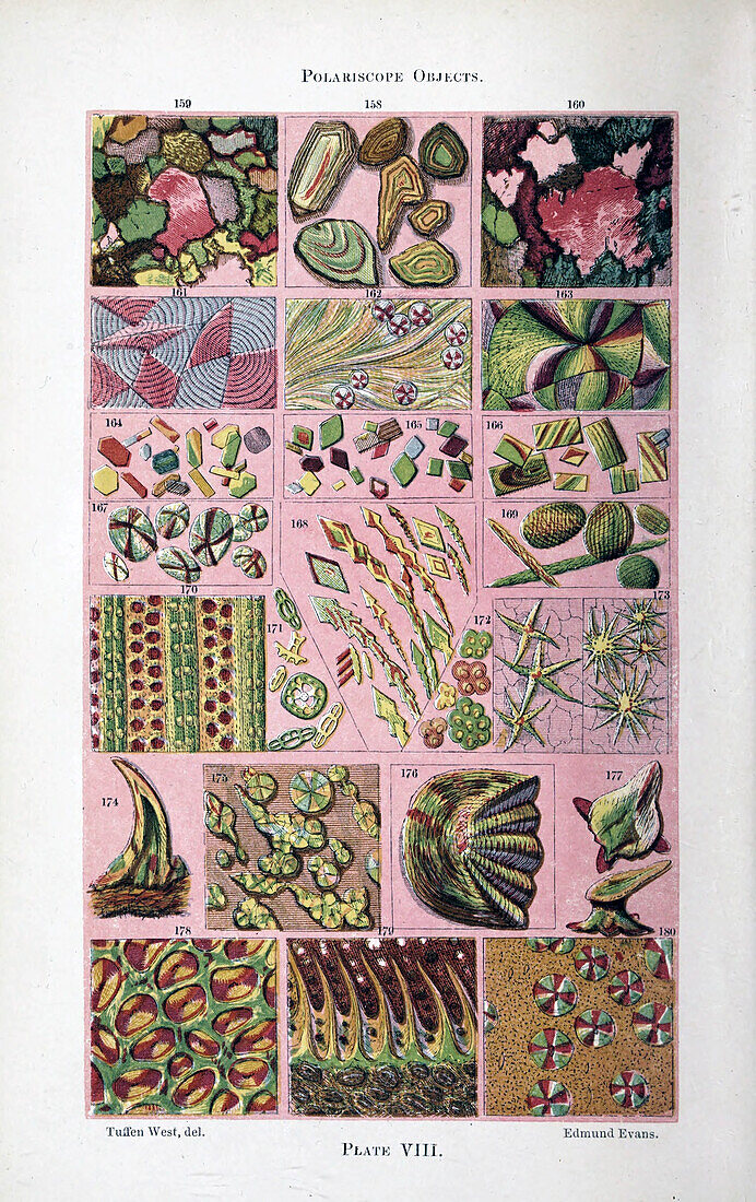 Plant and fungi microscopy, 19th century illustration