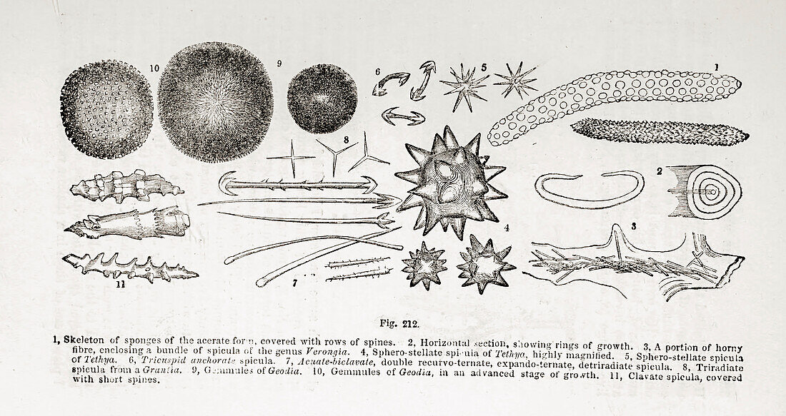 Cells under microscope, 19th century illustration