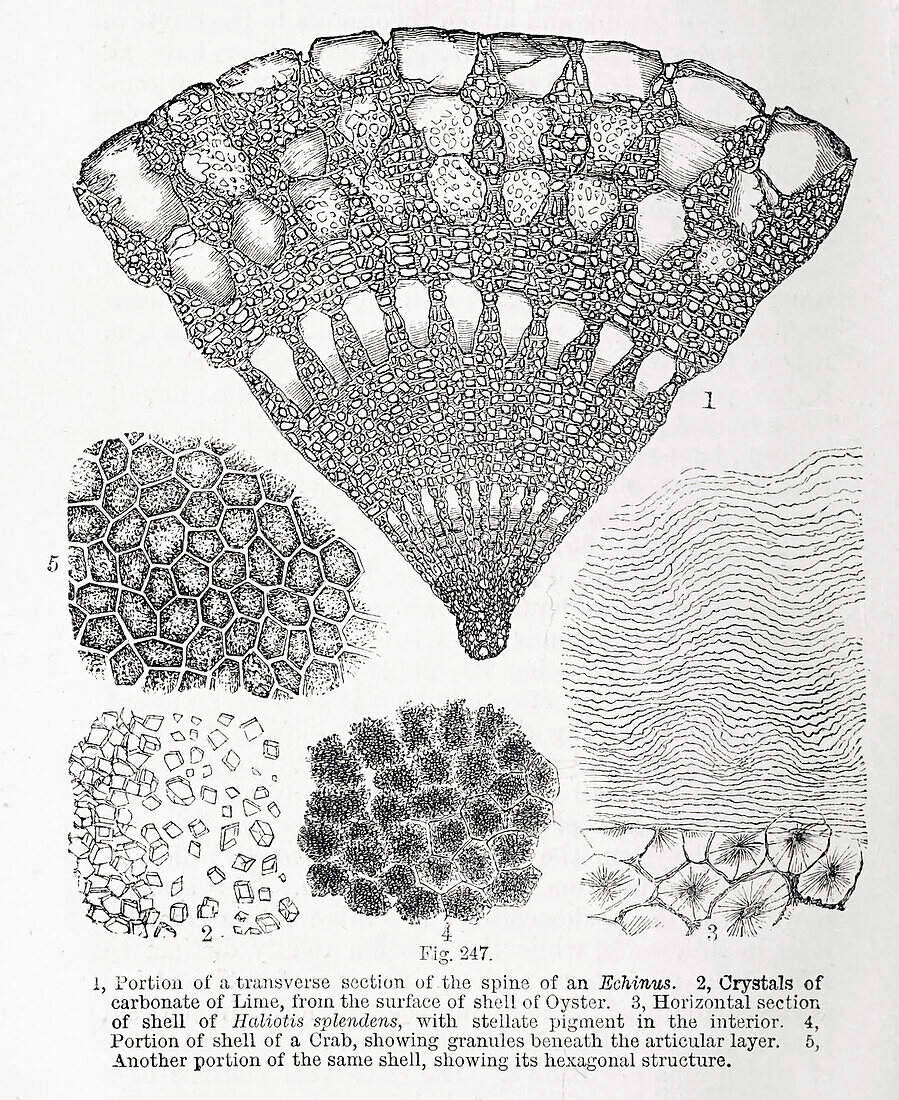 Organisms under microscope, 19th century illustration