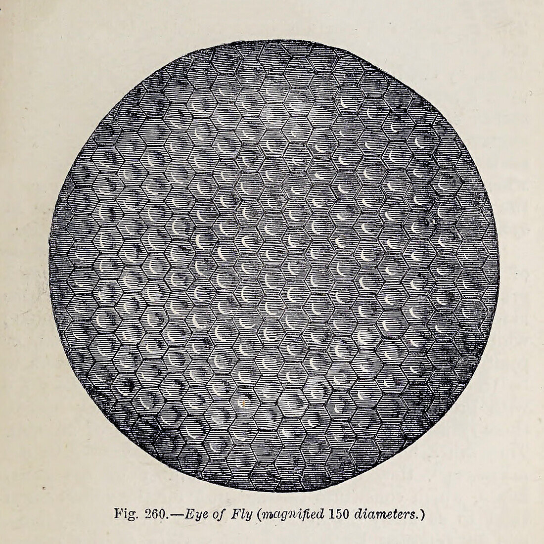 Organisms under microscope, 19th century illustration