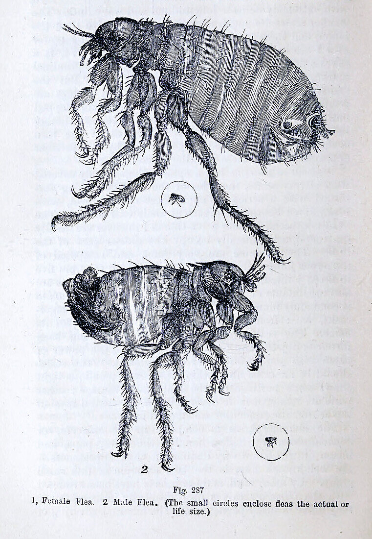 Organisms under microscope, 19th century illustration