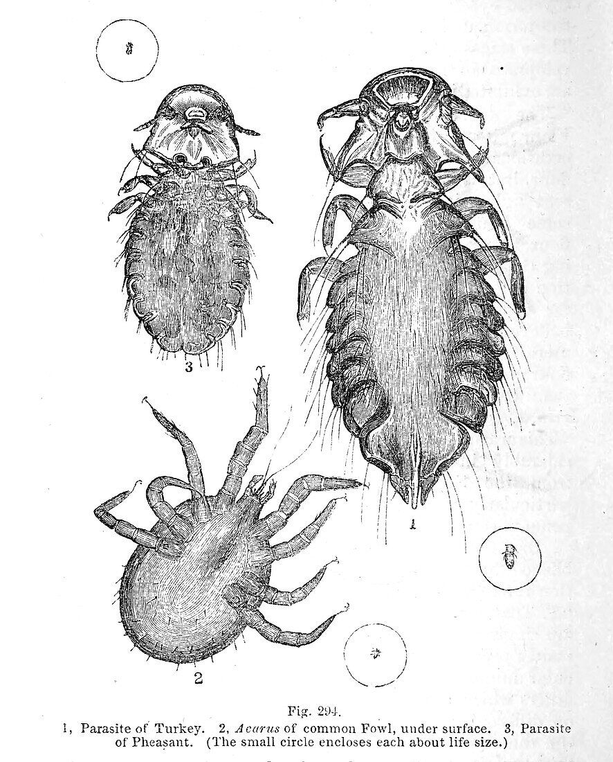 Organisms under microscope, 19th century illustration