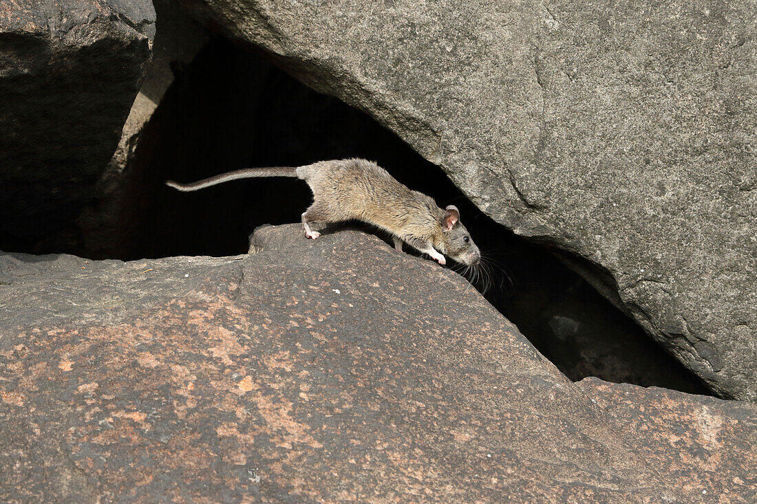 Allegheny woodrat