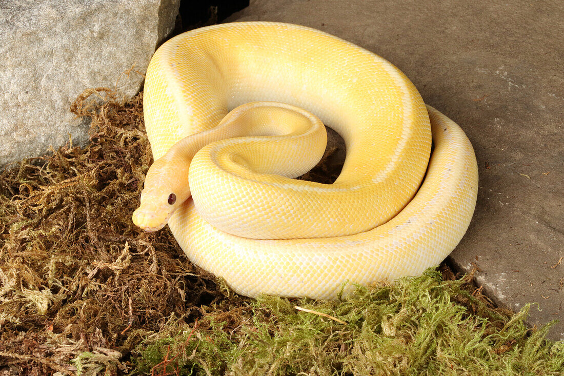 Ball python morph