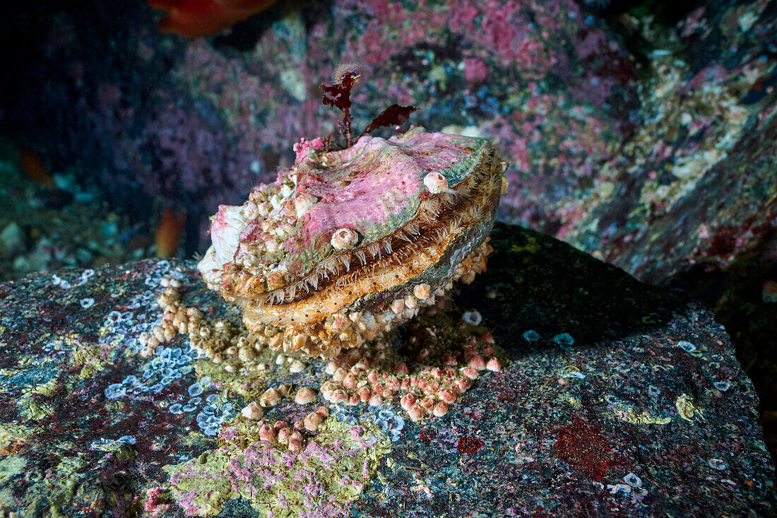Swift's scallop with Balanus sp. barnacles