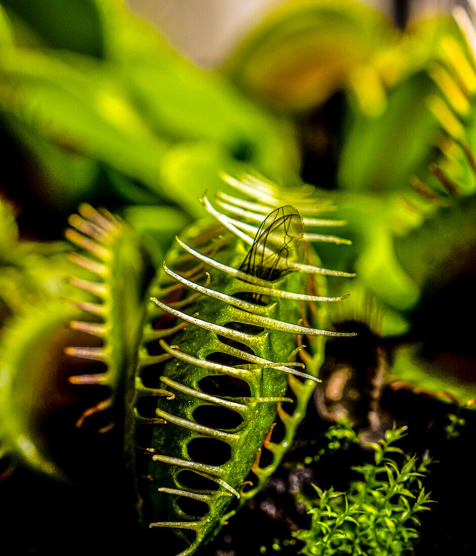 Fly caught in a venus flytrap