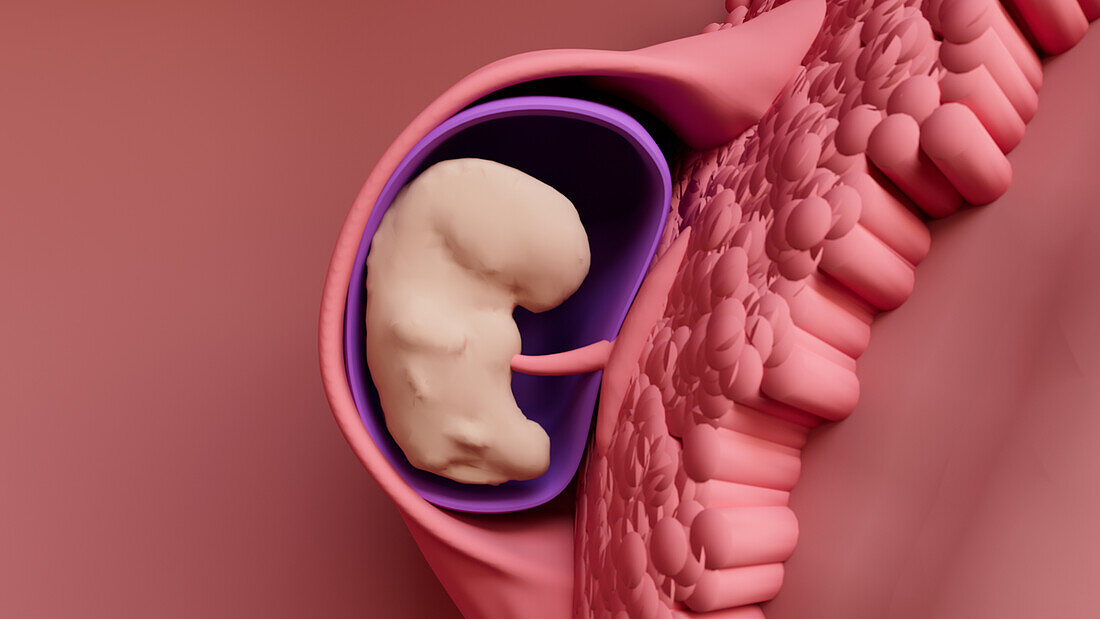 Embryo developing in the uterus, illustration