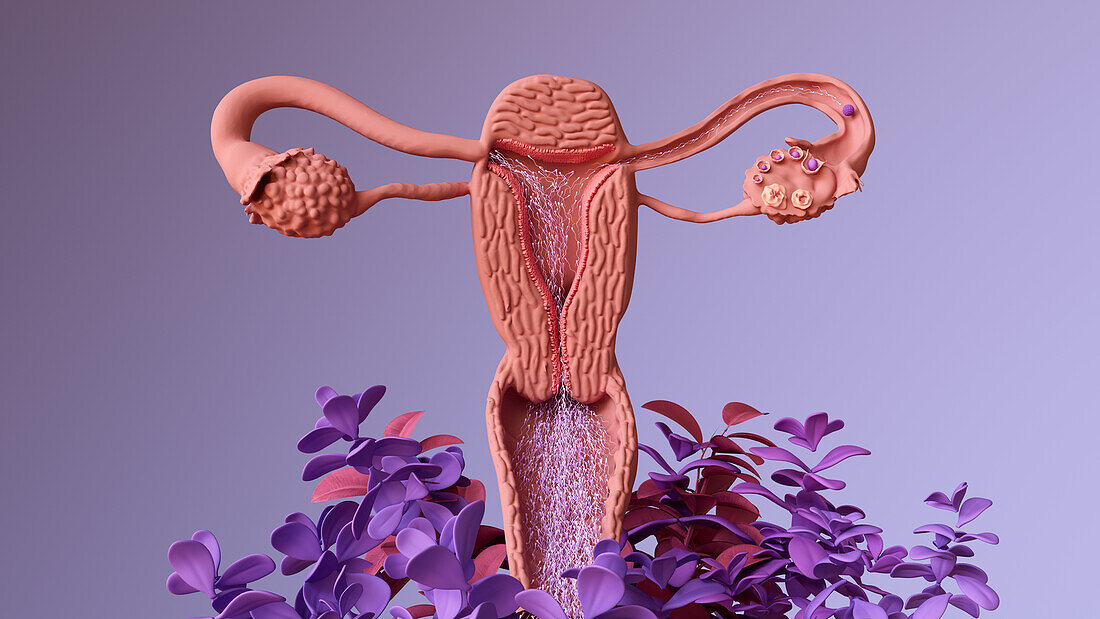 Sperm travelling to fertilise an egg, illustration