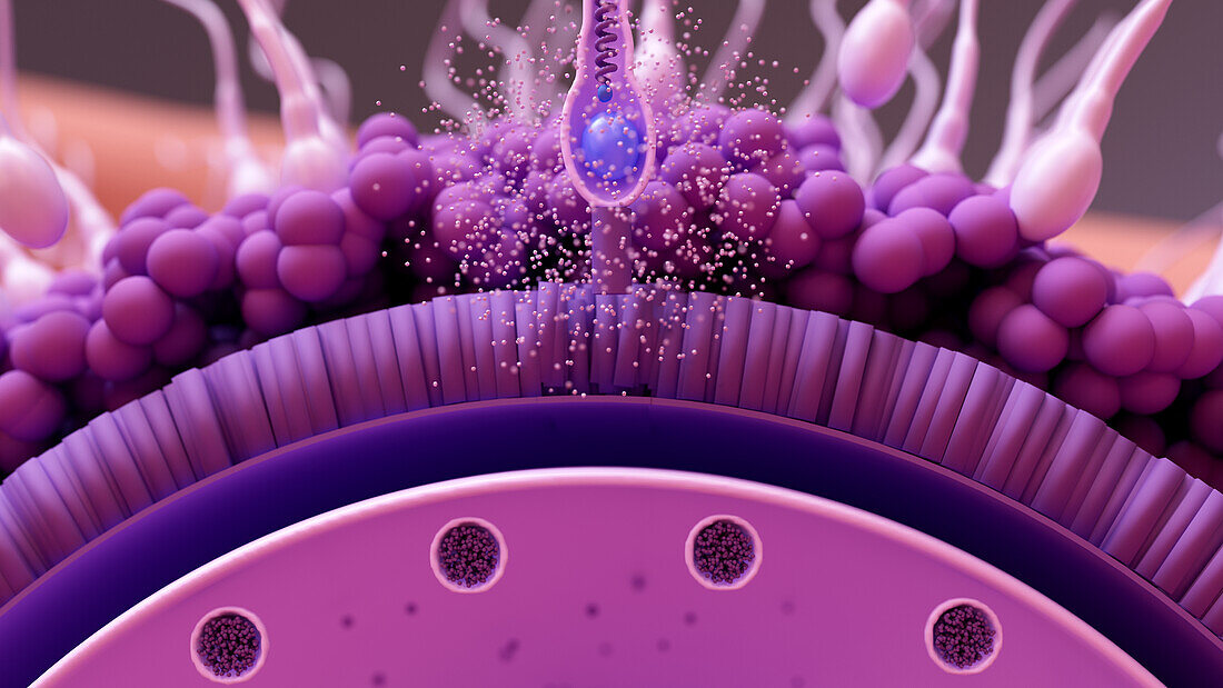 Sperm fertilising an egg cell, illustration