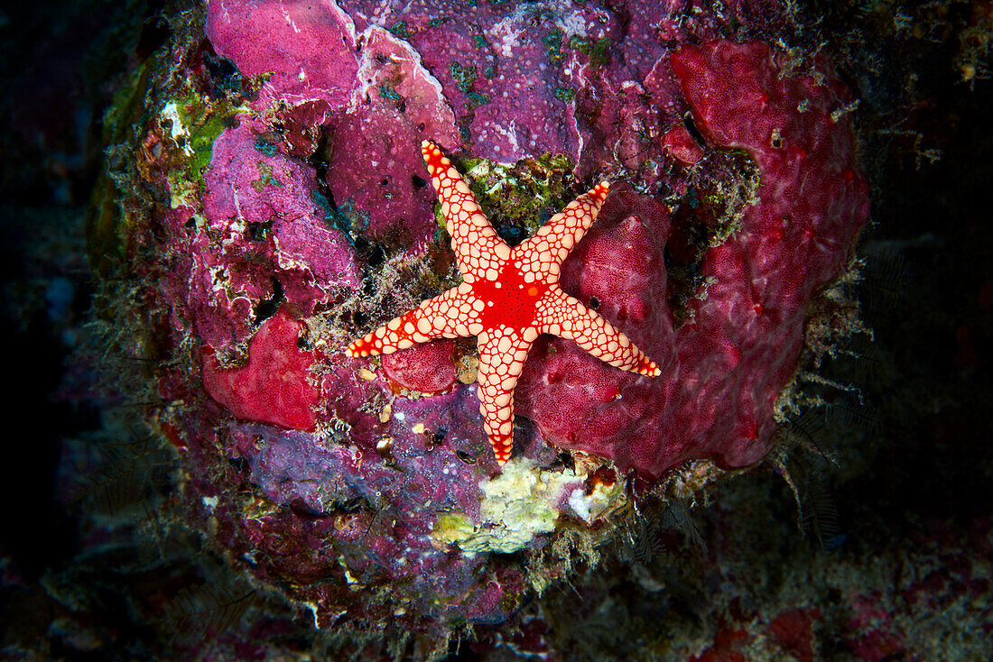 Starfish, Maldives