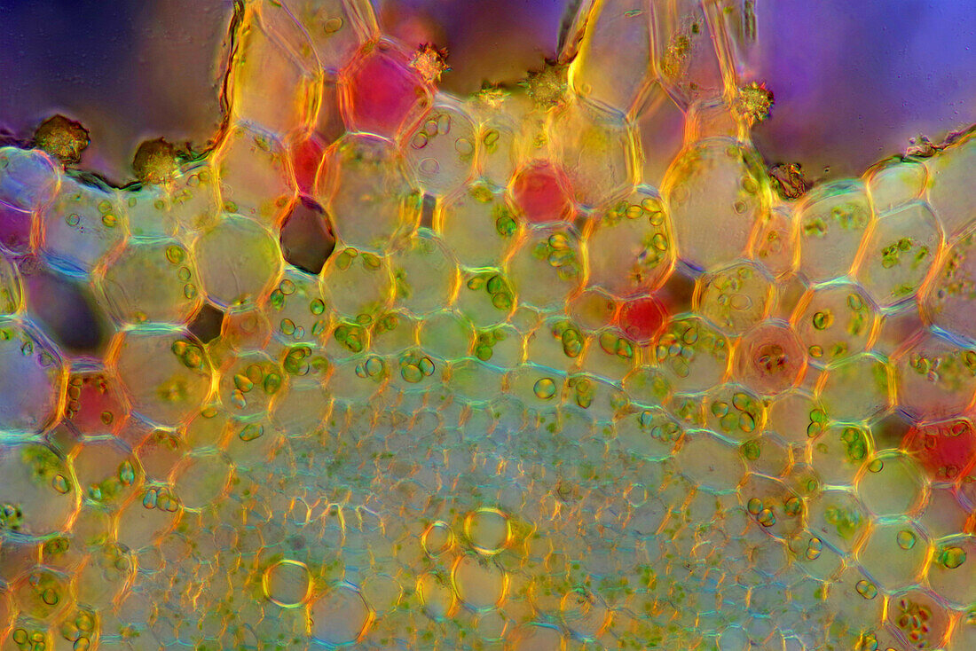 Water milfoil stalk, light micrograph