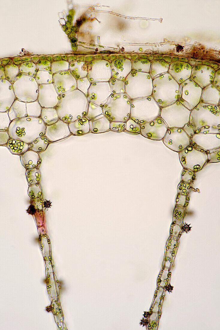 Myriophyllum sp. stalk, light micrograph