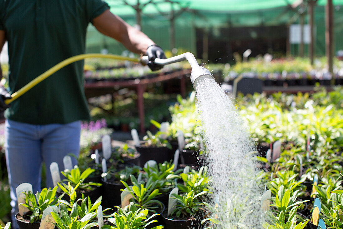 Garden shop owner watering plants with hose