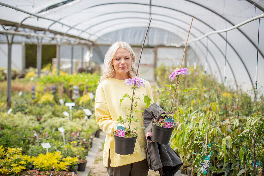 Woman shopping for clematis flowers in greenhouse
