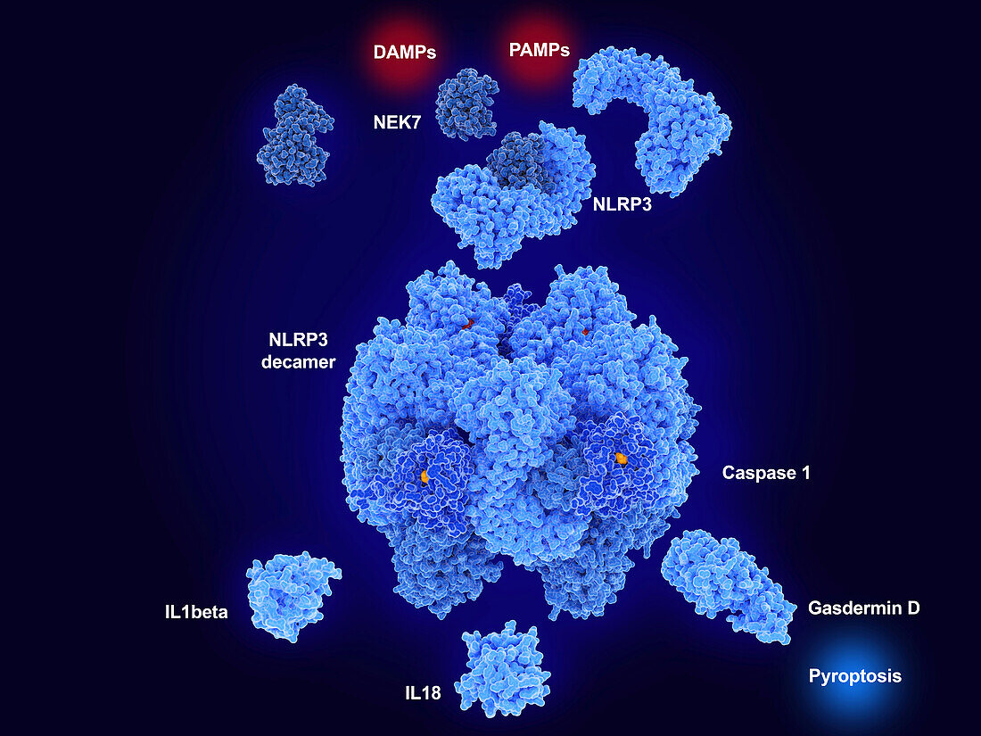 Activation of NLRP3 inflammasome, illustration
