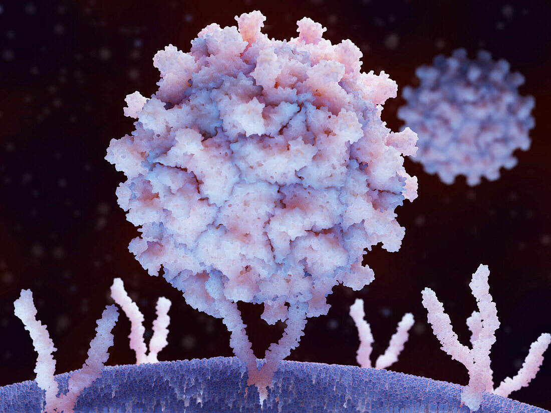 Coxsackievirus bound to human cell, illustration