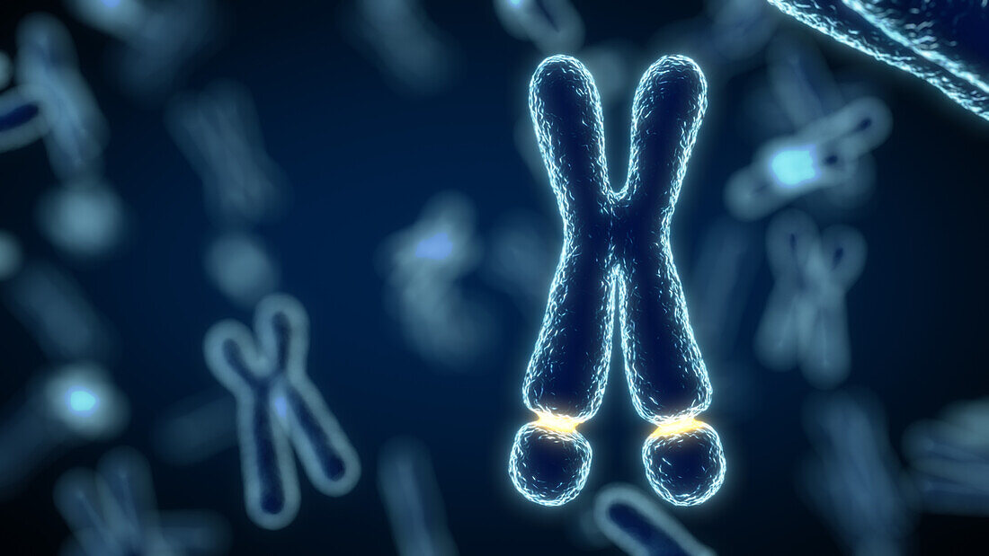 Fragile X chromosome, illustration