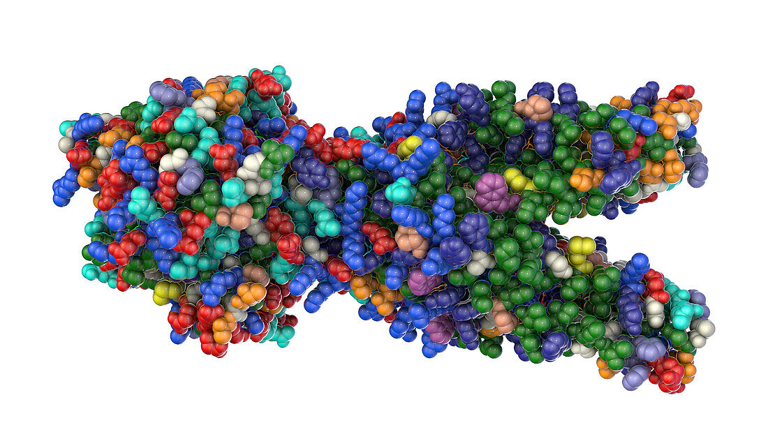 Multidrug transporter molecule, illustration