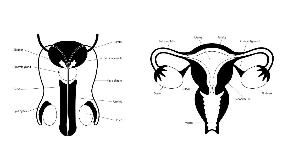 Male and female reproductive organs, illustration