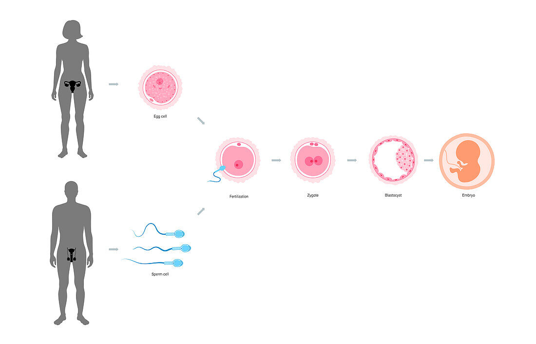 Embryo development, illustration