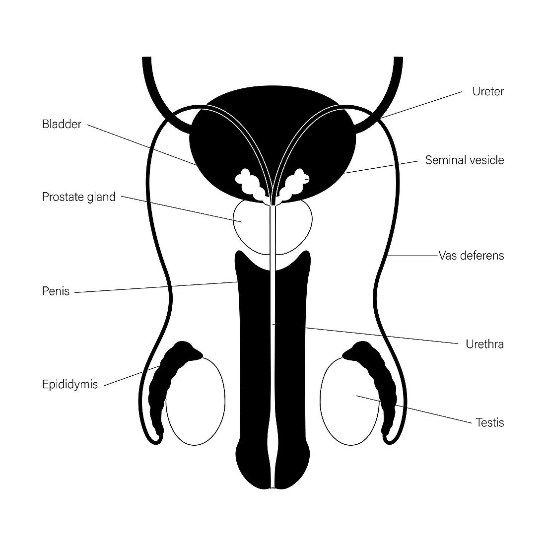 Male reproductive system, illustration