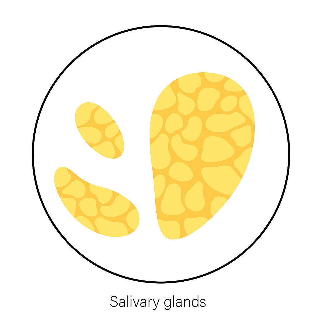 Salivary glands, illustration