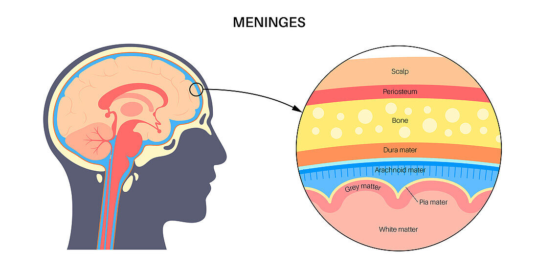 Meninges, illustration