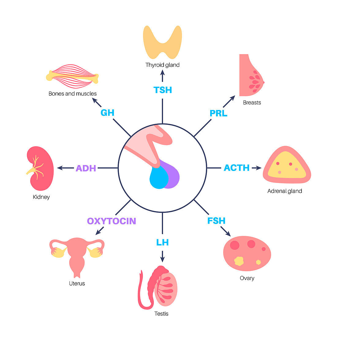 Pituitary gland hormones, illustration