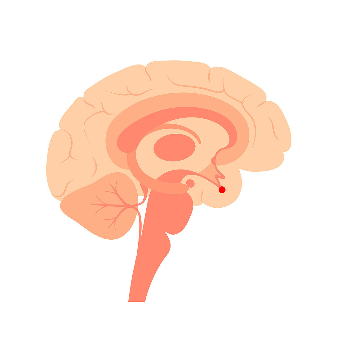 Pituitary gland, illustration