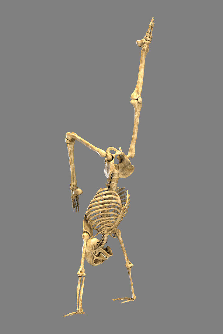 Human skeleton in yoga position, illustration