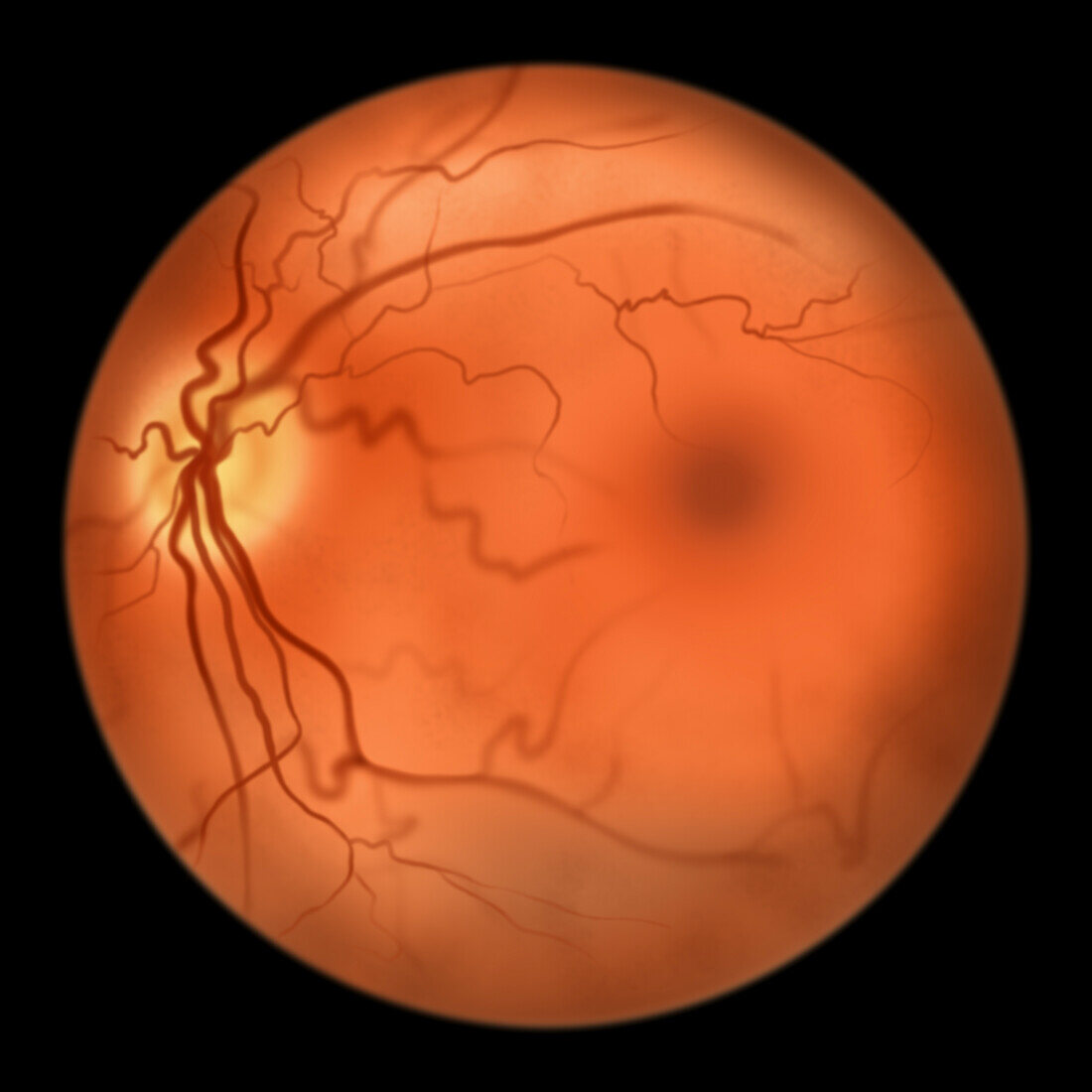 Eye retina,