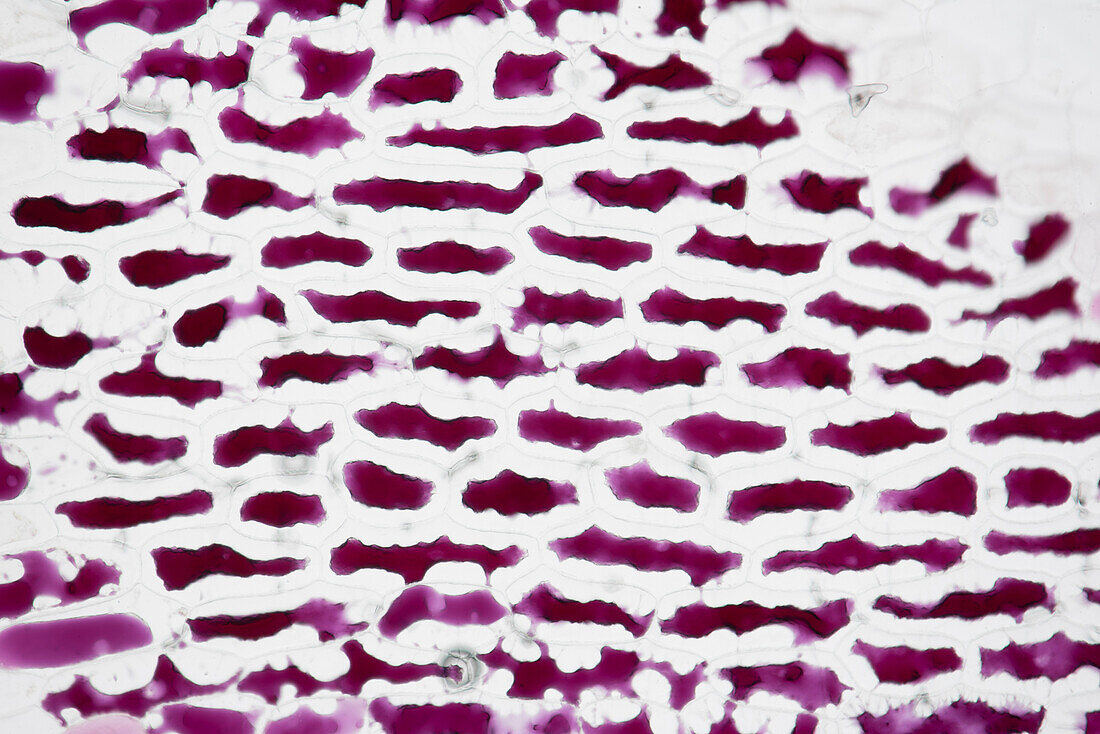 Red onion cells, light micrograph