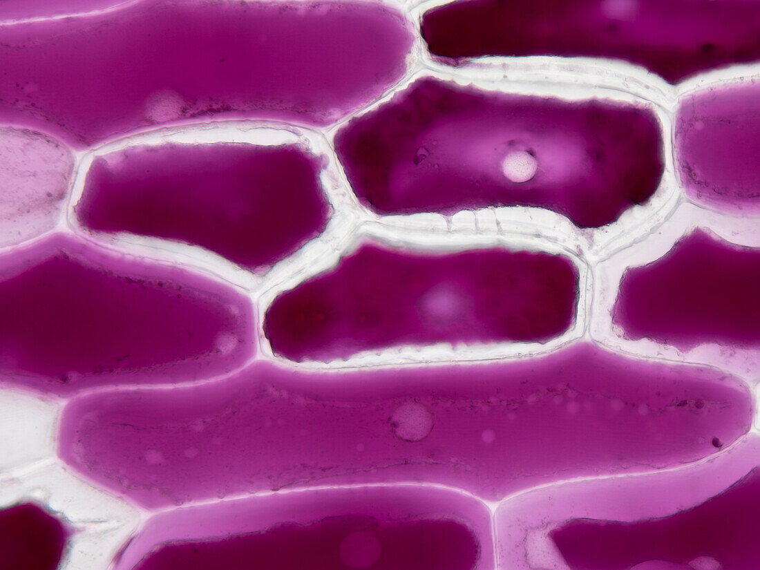 Red onion cells, light micrograph