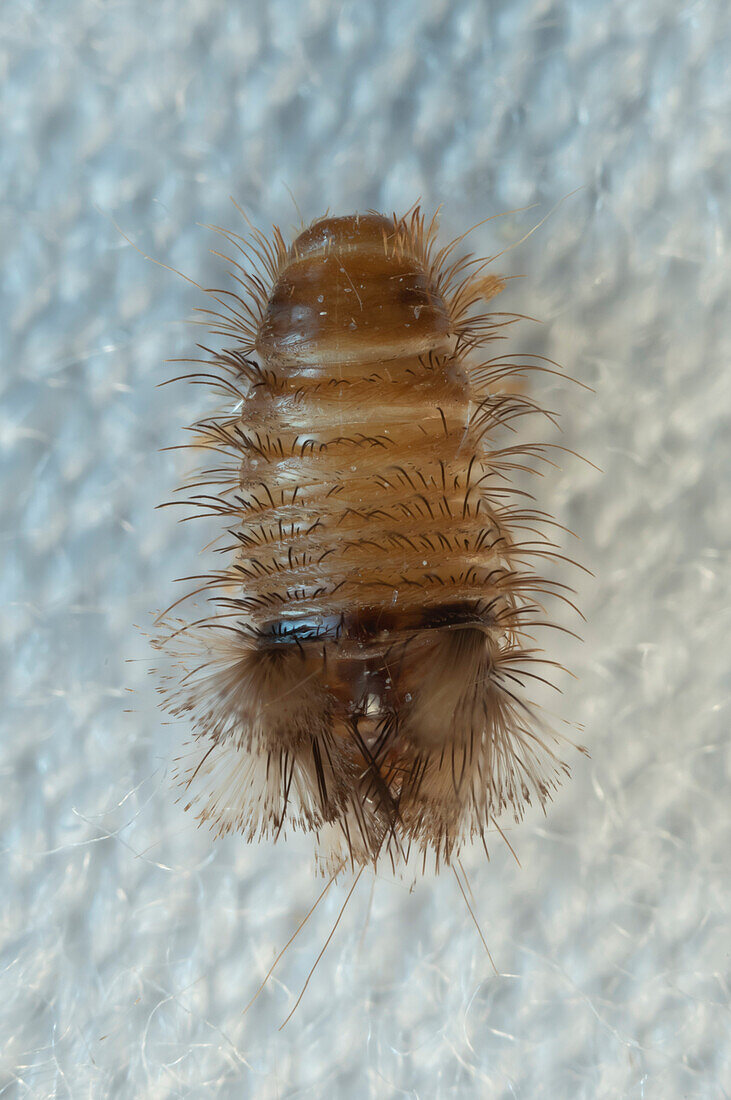 Varied carpet beetle larva