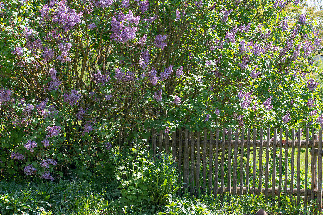 Flowering lilac (Syringa) 'Michel Buchner' in the garden