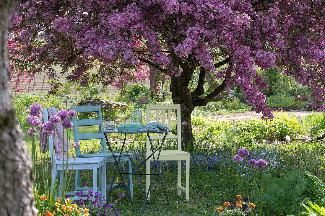 Seats in the garden under flowering ornamental apple tree 'Rudolph' (Malus) and ornamental leek