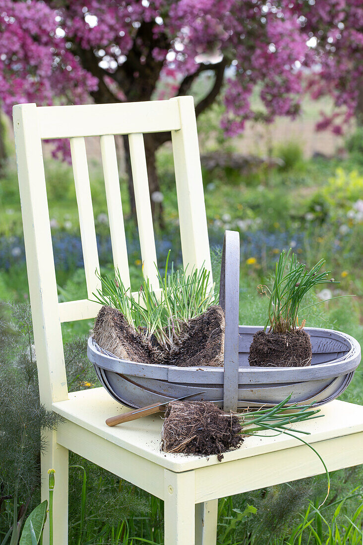 Chives with soil ball for planting on garden chair