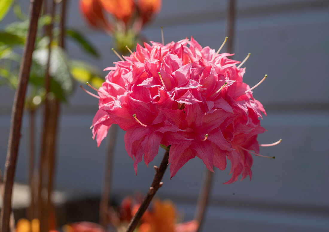 Deciduous azalea 'Homebush', (Rhododendron luteum)