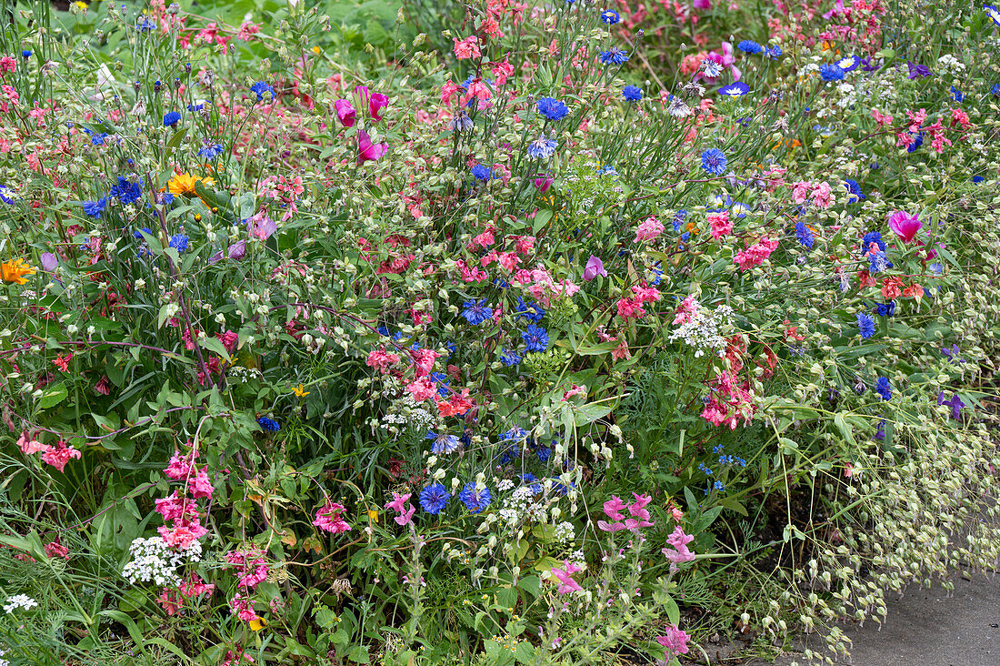 Flower meadow with bee pasture, bladder campion, cornflowers, wild carrot