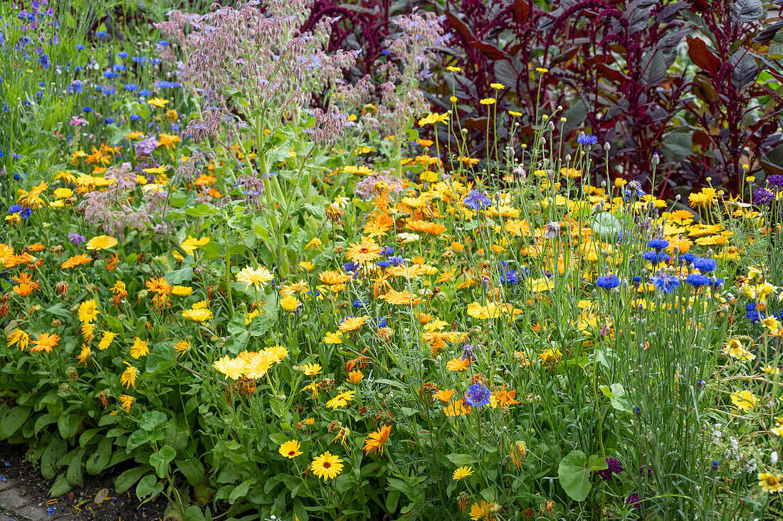 Flowerbed with marigolds (Calendula), cornflowers and Borage